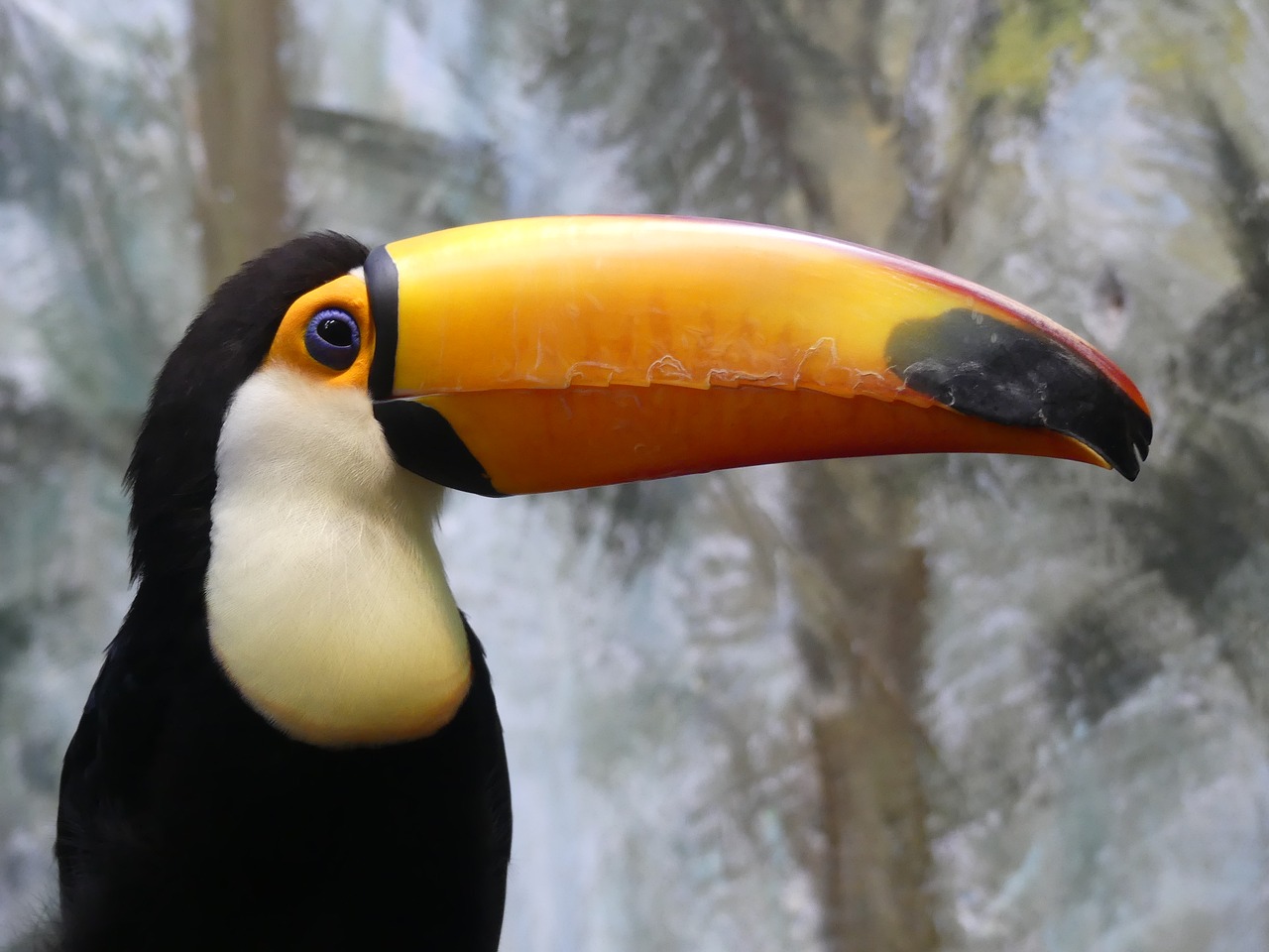 Image - toucan bird nature zoo beak