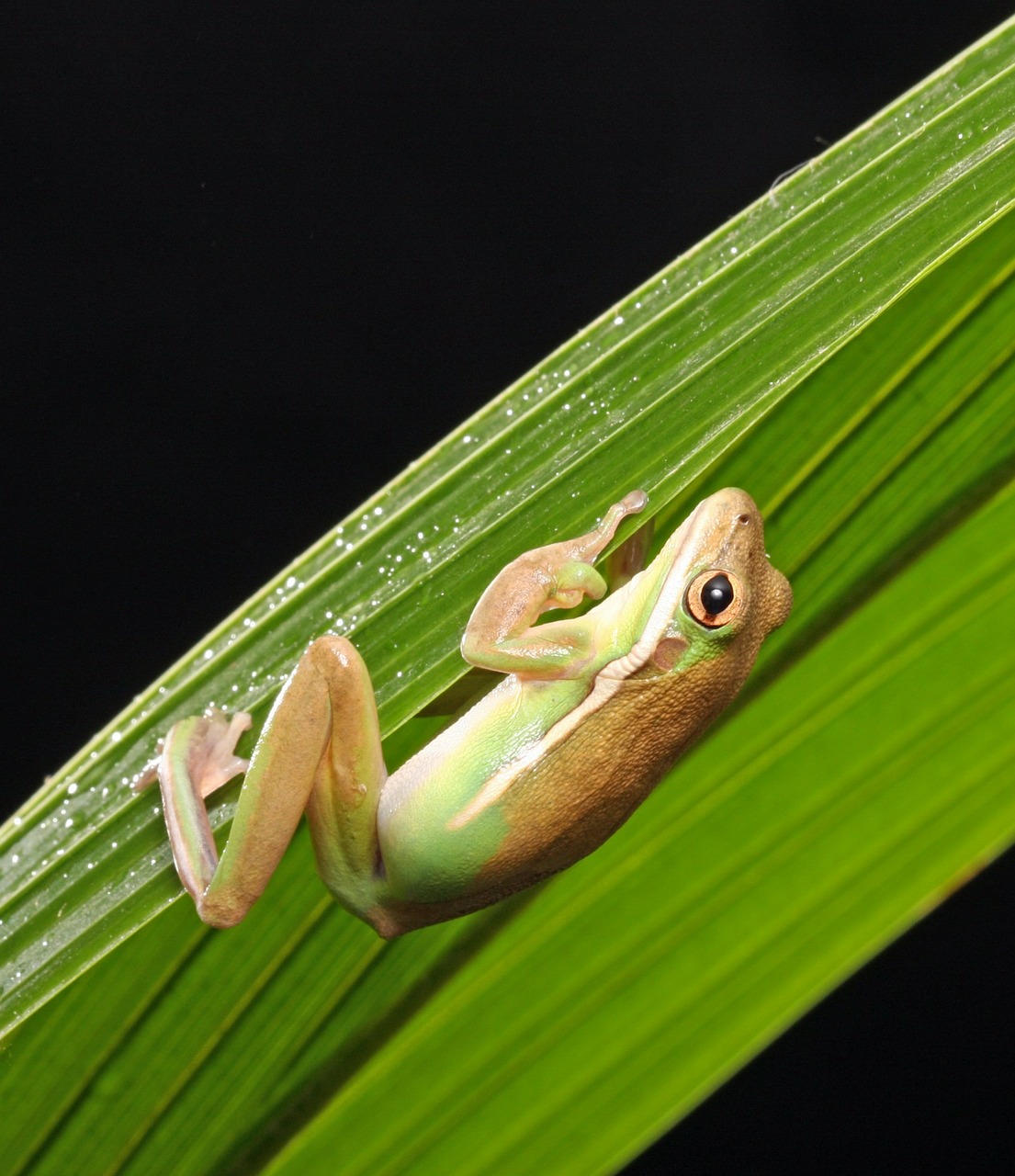 Image - frog green tree frog amphibian