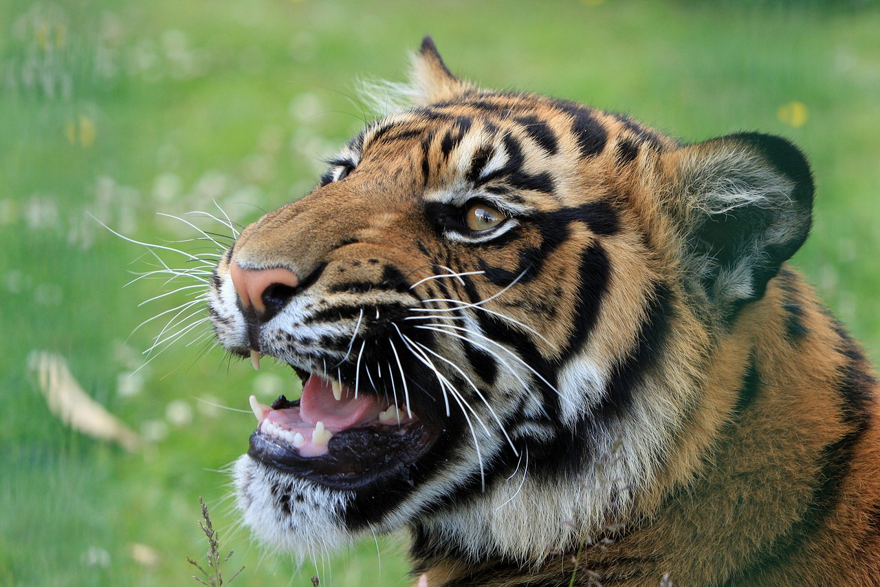 Image - tiger snarling close up head face