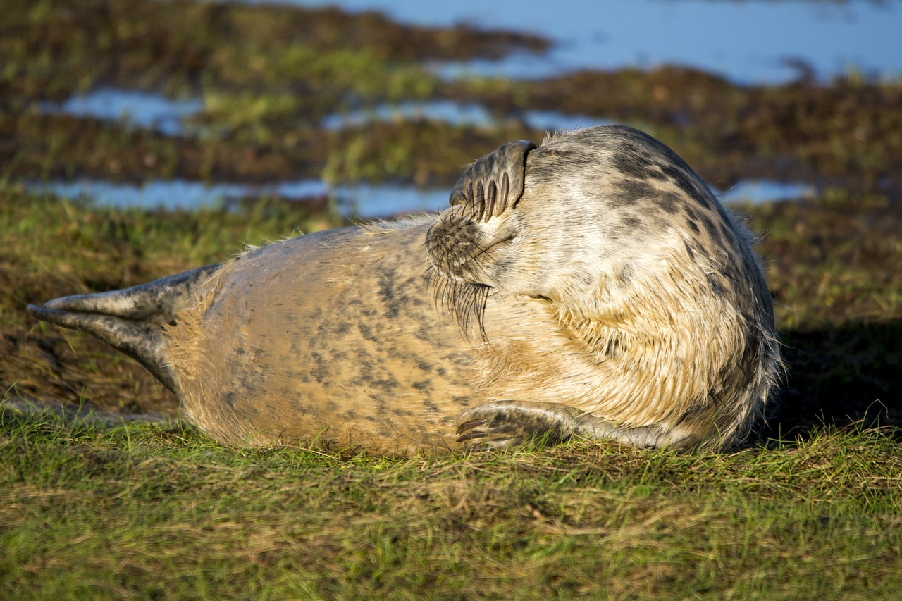 Image - seal mammal wildlife animal wild