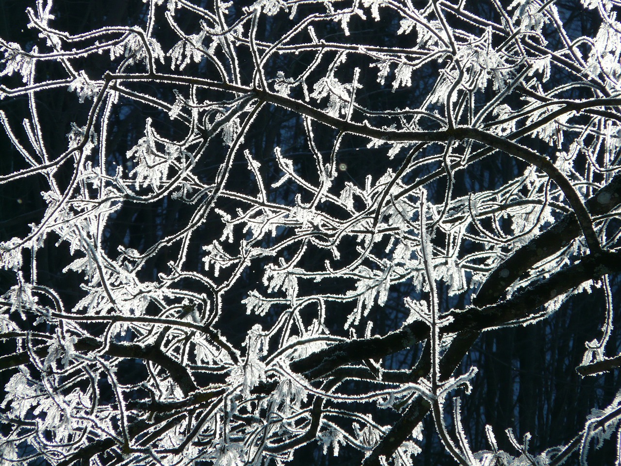 Image - hoarfrost tree branch frost cold