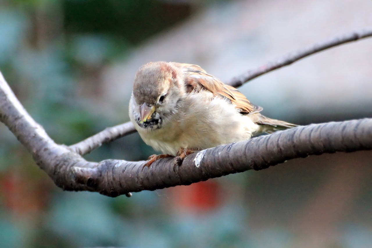 Image - sparrow sperling bird branch sit