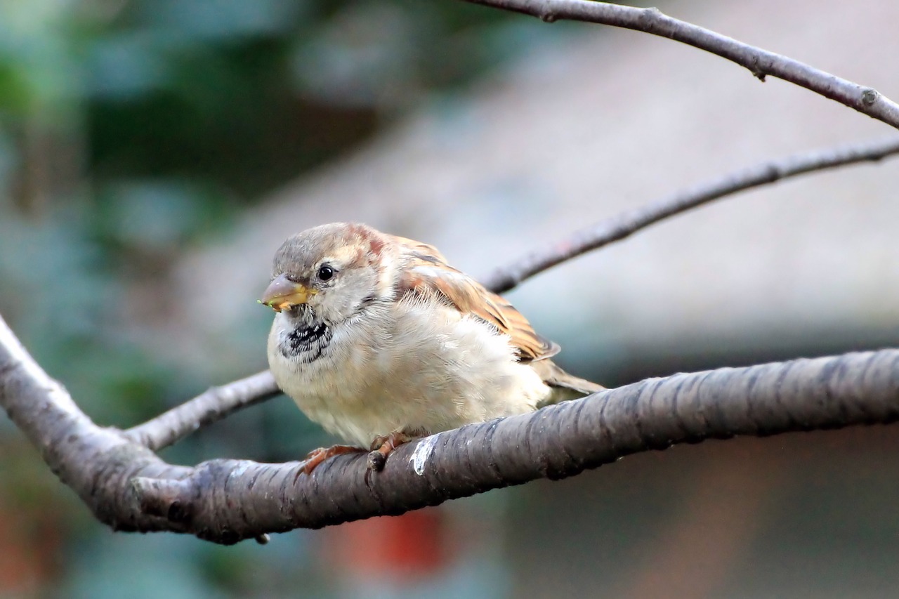 Image - sparrow sperling bird branch sit