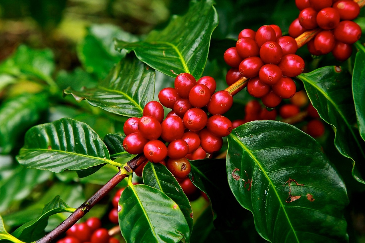 Image - coffee beans ripe agriculture plant