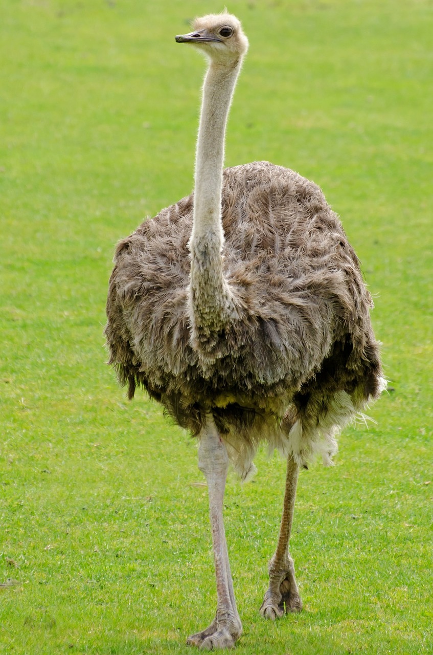 Image - emu ostrich neck bird paw