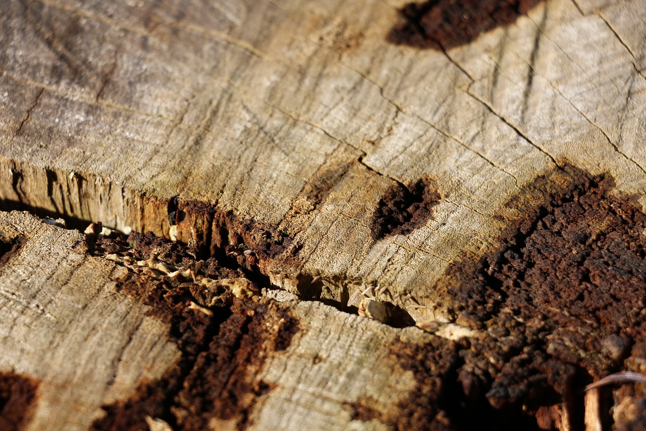 Image - wood stump bark nature tree age