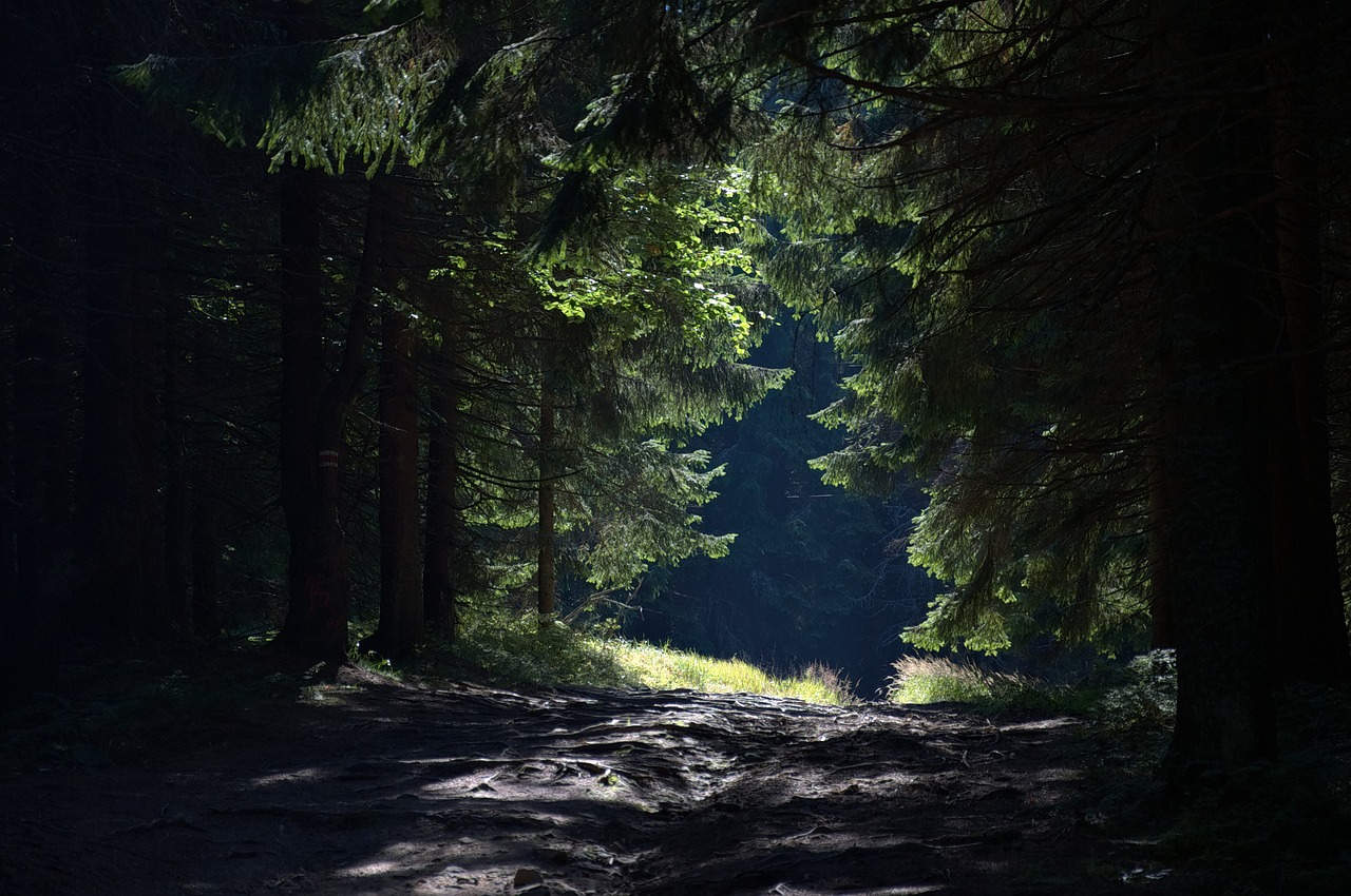 Image - forest way mountains radziejowa