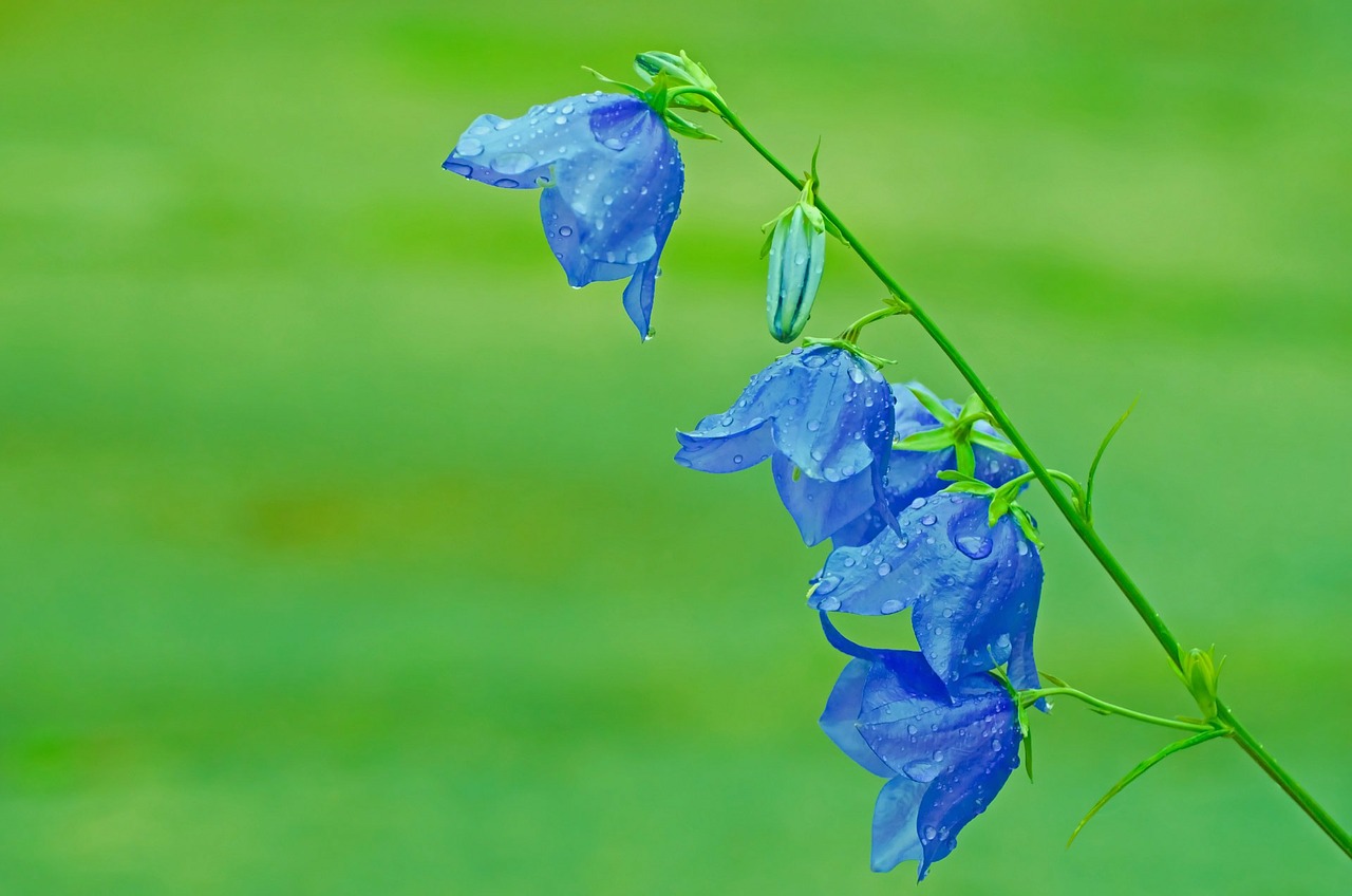 Image - flowers flower plants nature macro