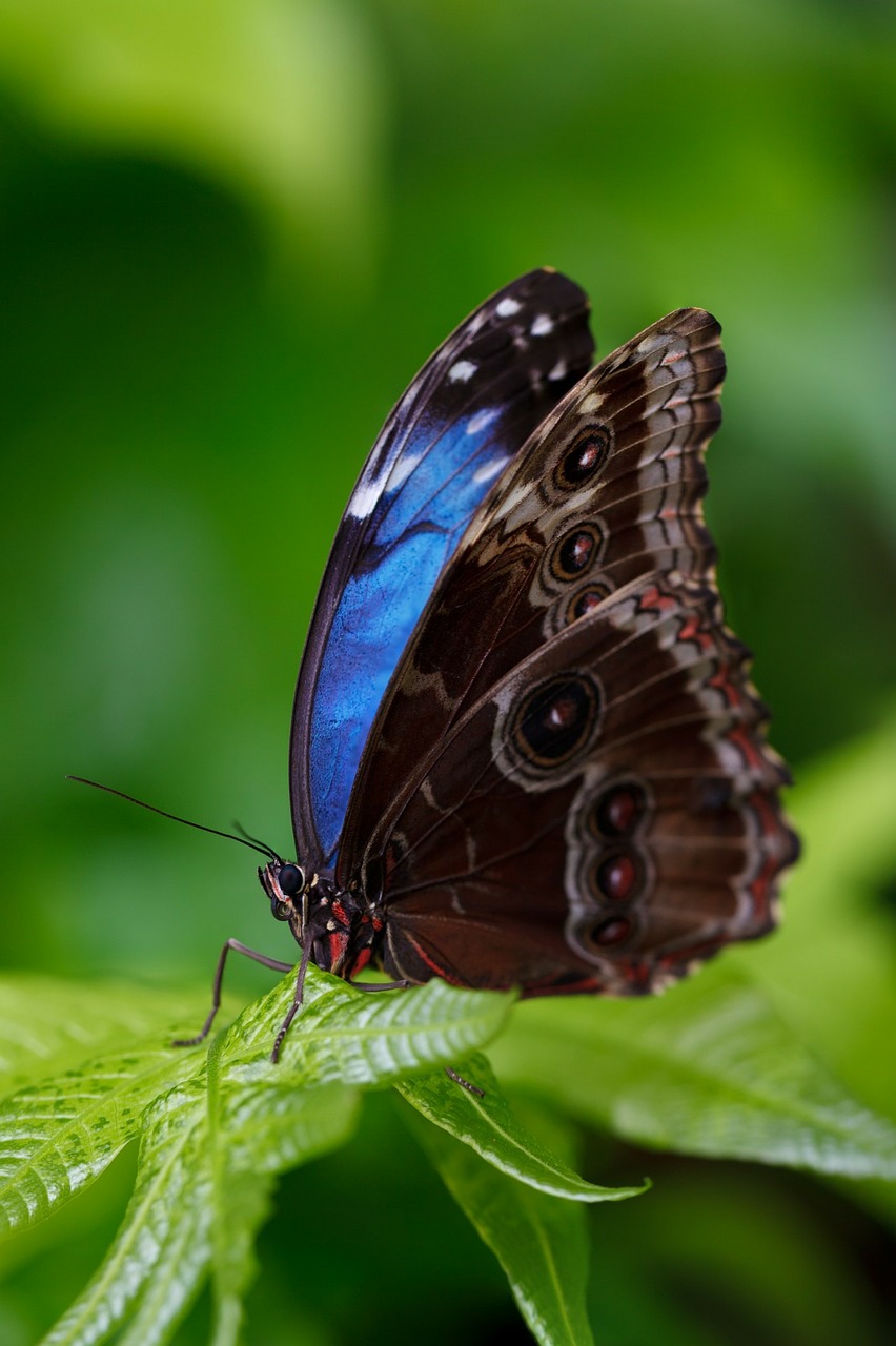 Image - animal beautiful blue morpho