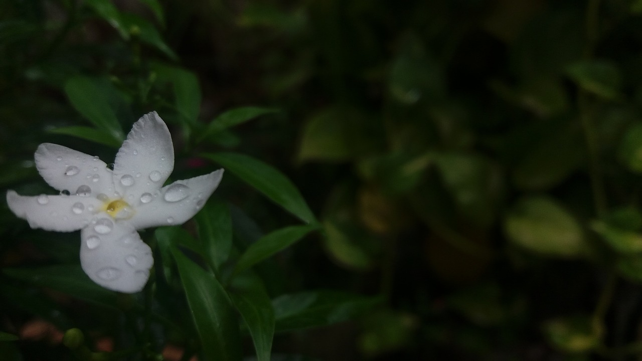 Image - rain flower rain on flower