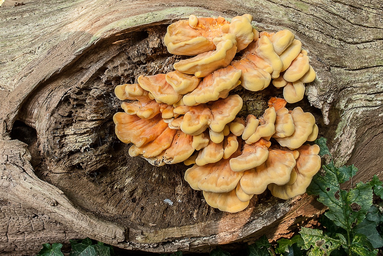 Image - nature fungi mushrooms tree trunk