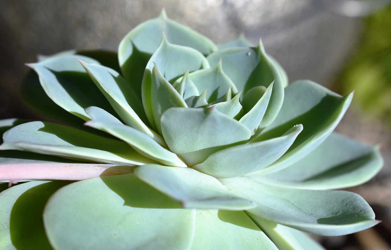 Image - succulents plant green nature