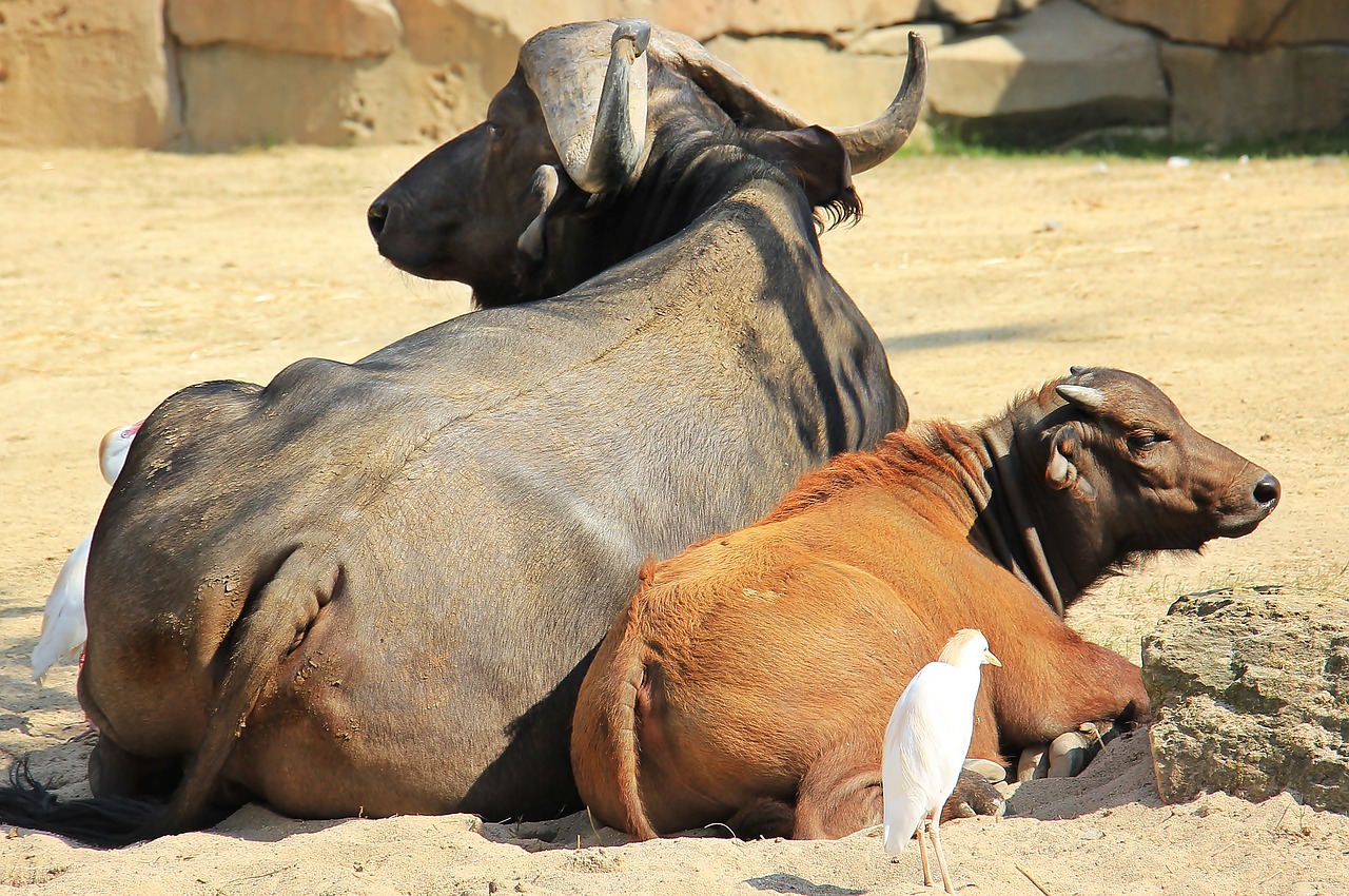 Image - african buffalo buffalo wild animals