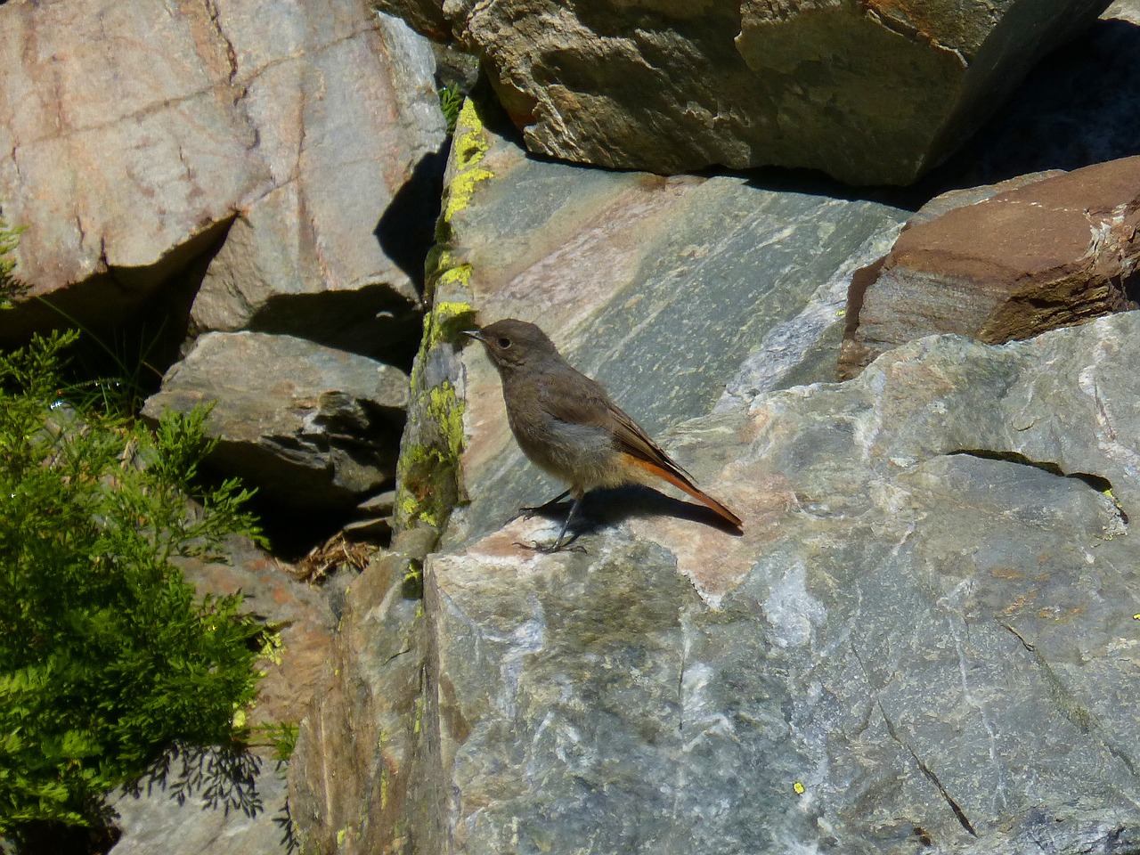 Image - black redstart smoked bird rocks