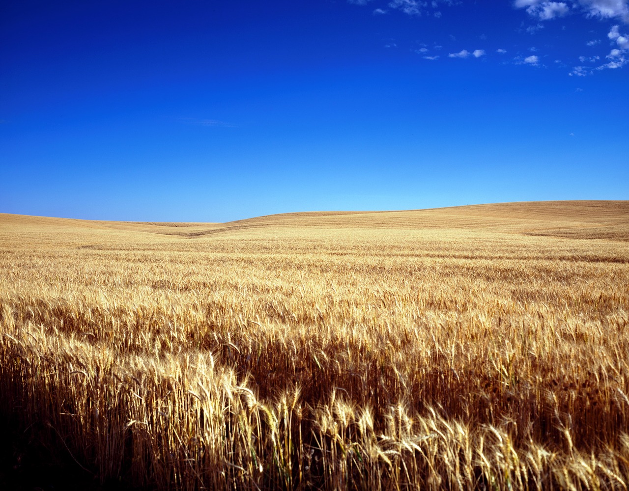 Image - cornfield wheat field cereals grain