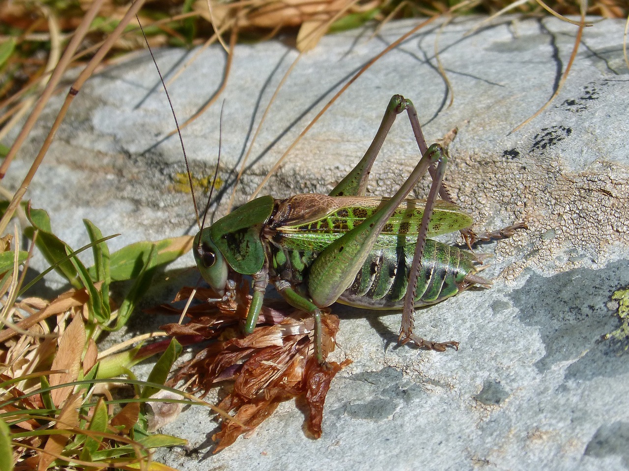 Image - cricket leptophyes punctatissima