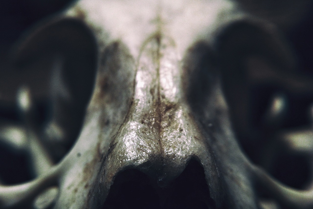 Image - skull animal skeleton macro