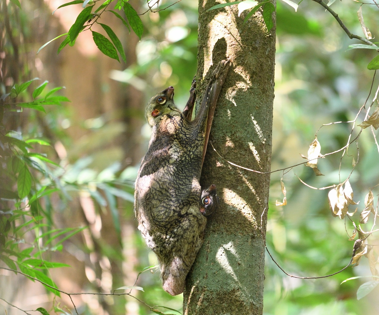 Image - colugo mammal nature