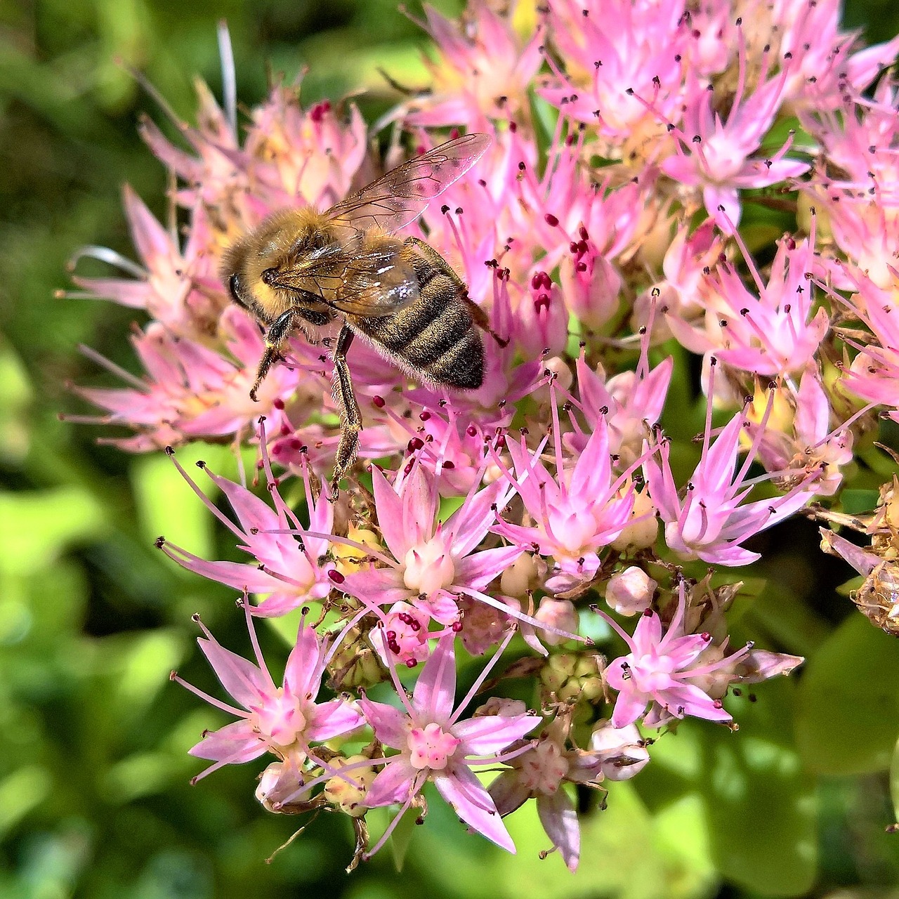 Image - stonecrop nature bee blossom bloom