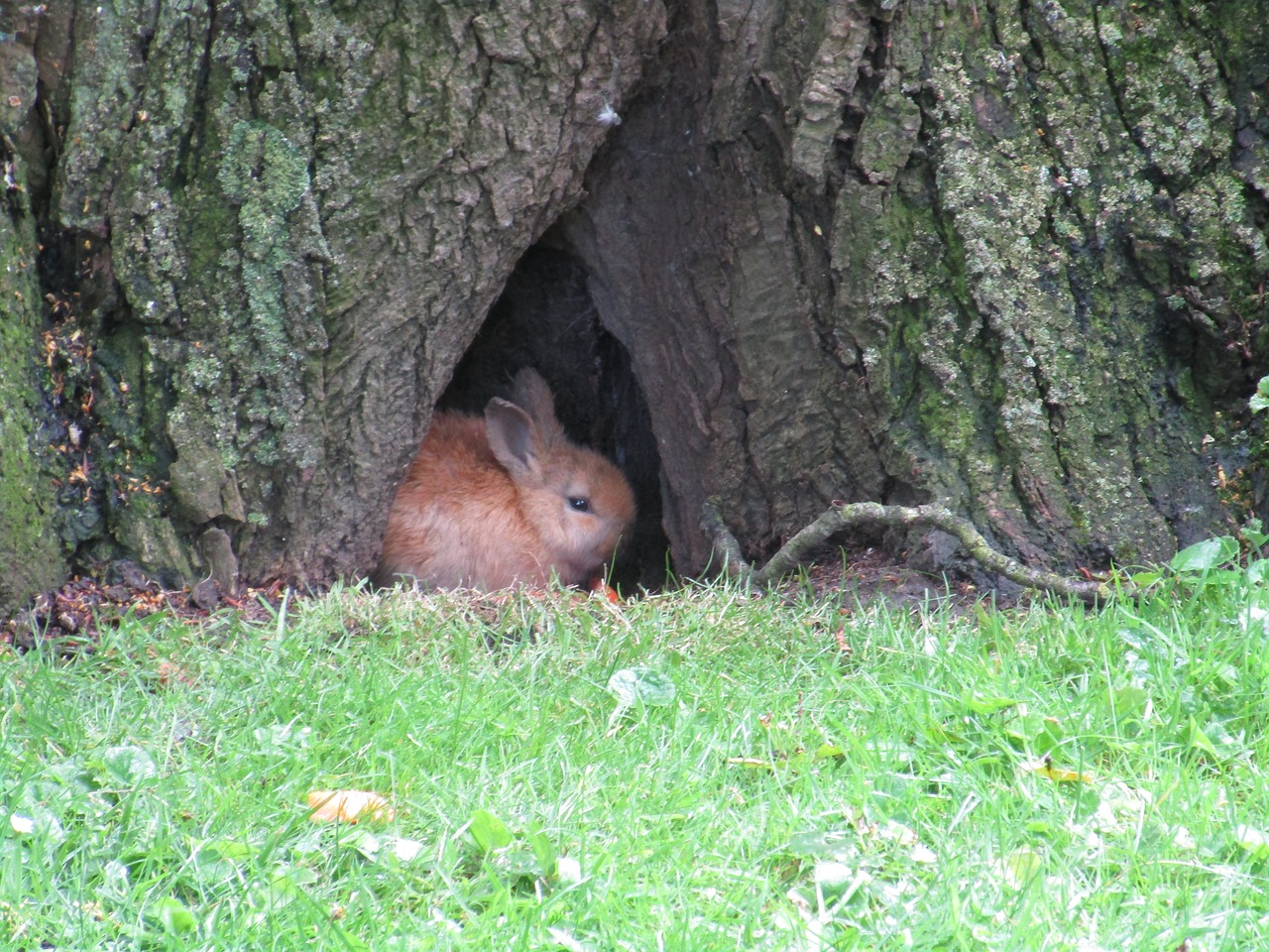 Image - rabbit baby rabbits wild animals