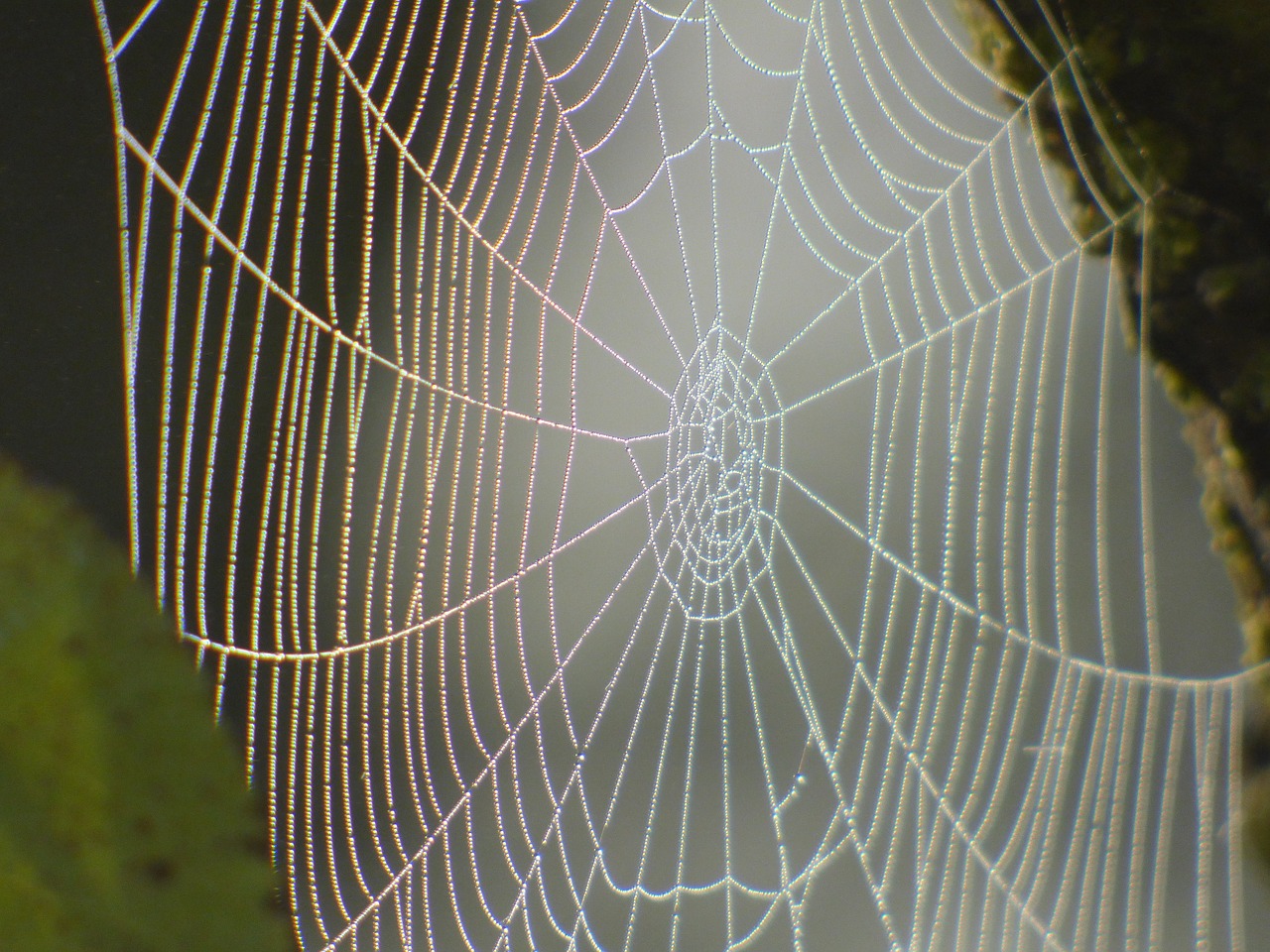 Image - spider canvas nature macro dew