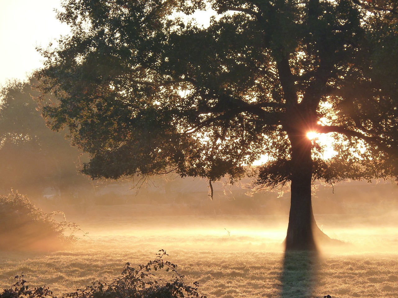 Image - fall mist sun morning nature tree