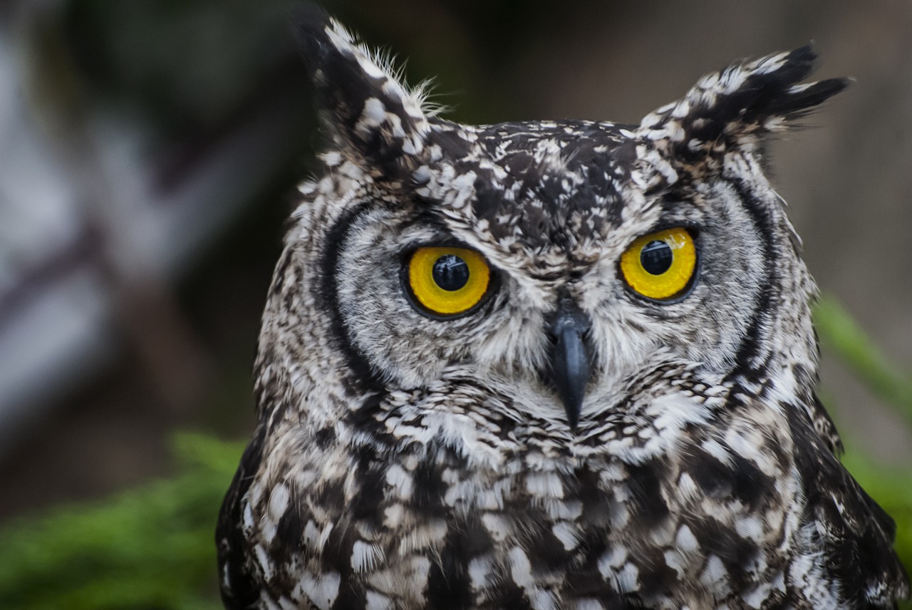 Image - owl nature bug portugal fauna