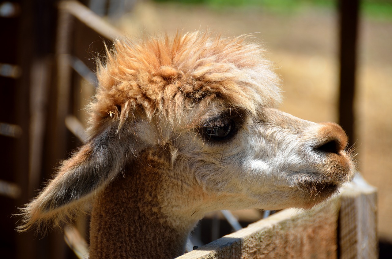 Image - alpaca closeup animal wool fur