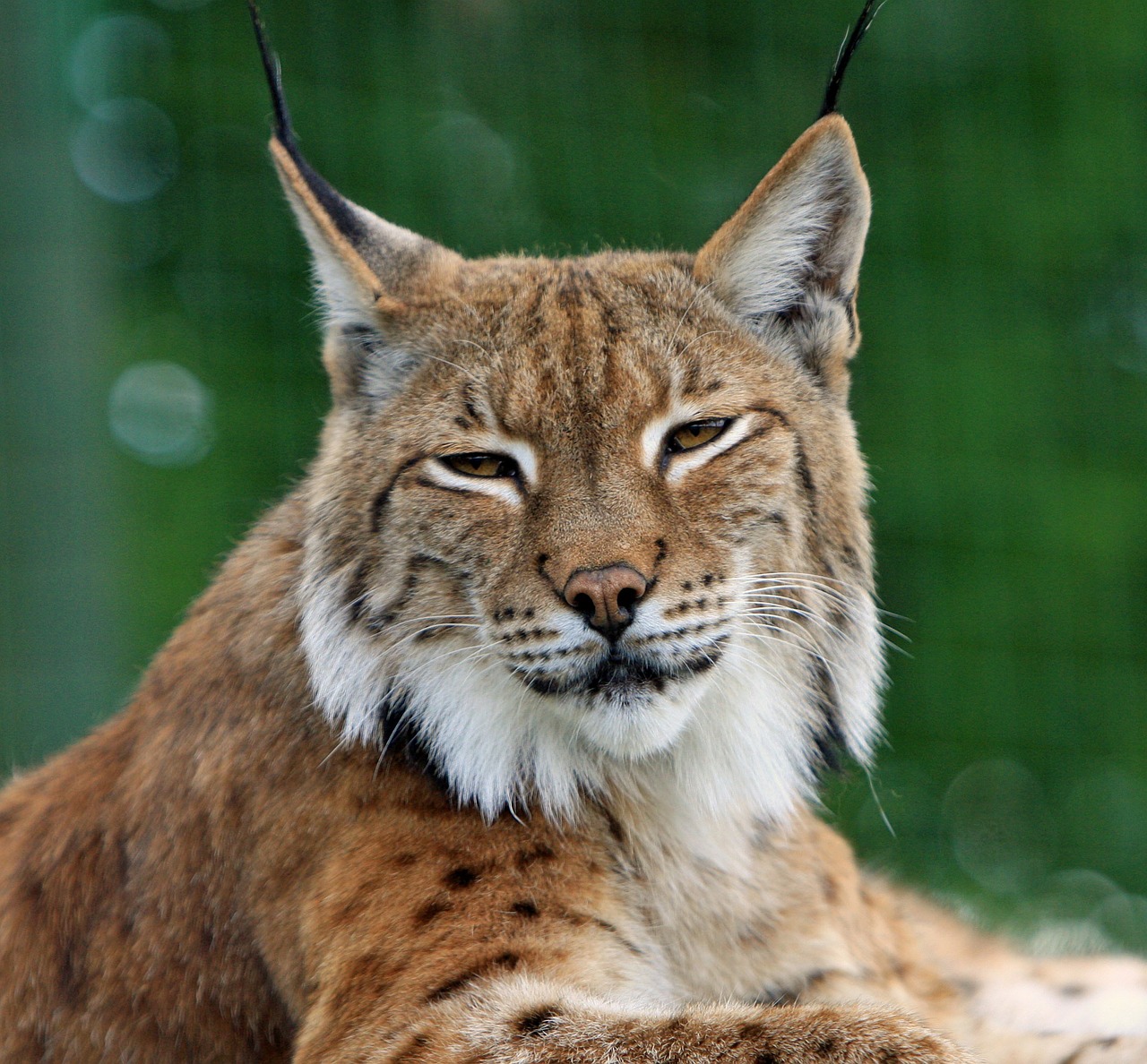 Image - bobcat lynx big cat feline