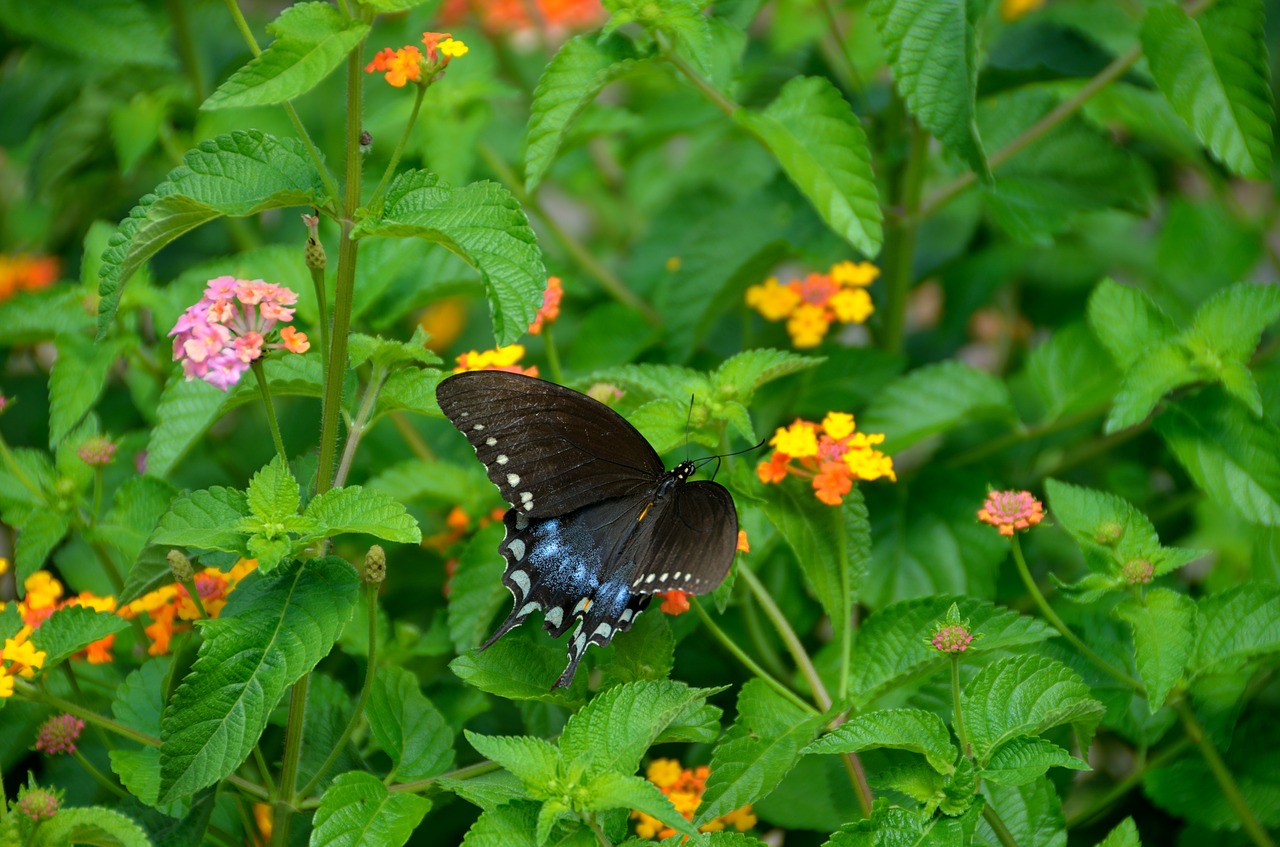 Image - swallowtail butterfly garden insect