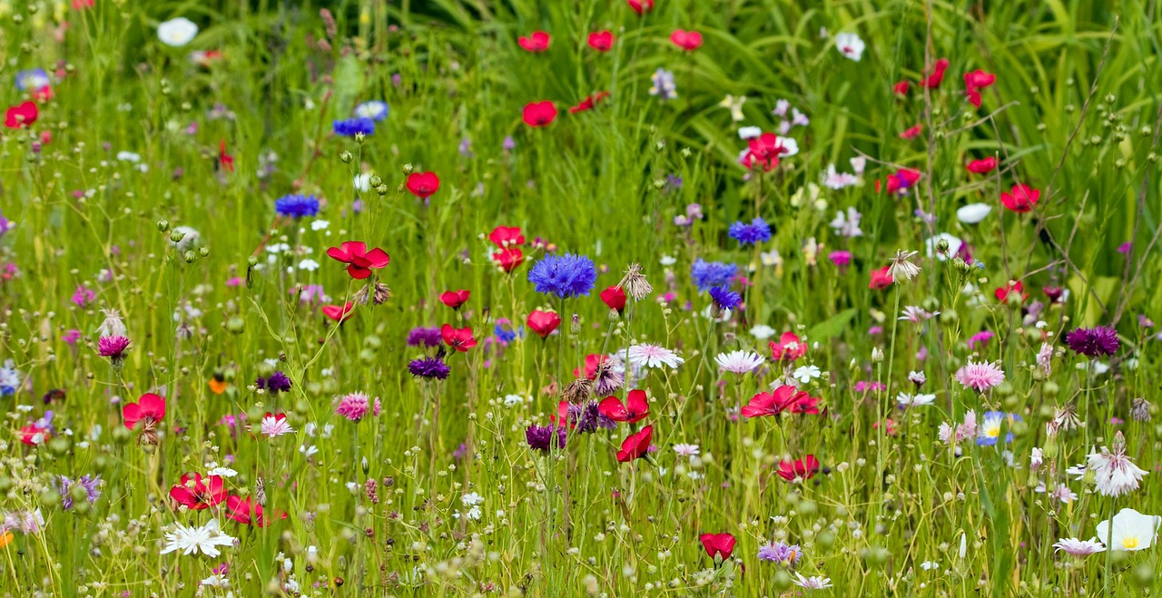 Image - flowers flower wild wild flowers