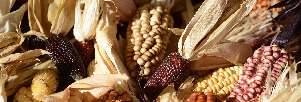 Image - ornamental corn corn corn on the cob