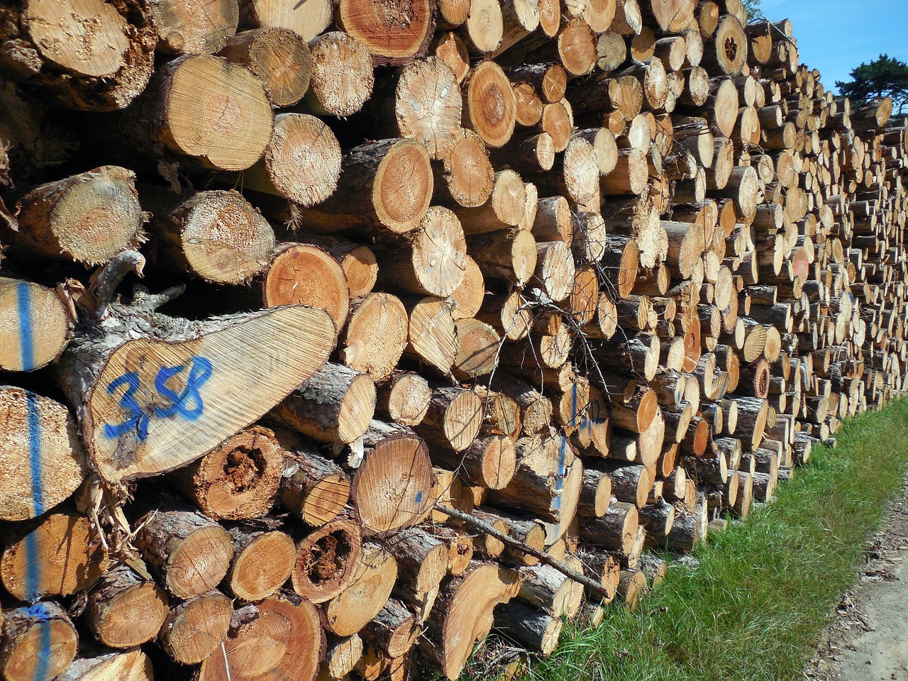 Image - wood tree trunks forestry log