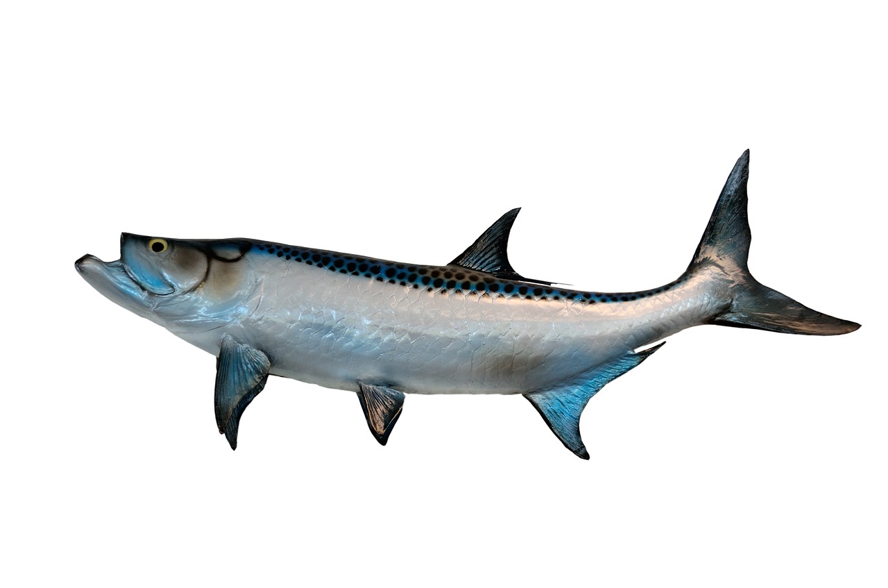 Image - tarpon fish mounted taxidermy