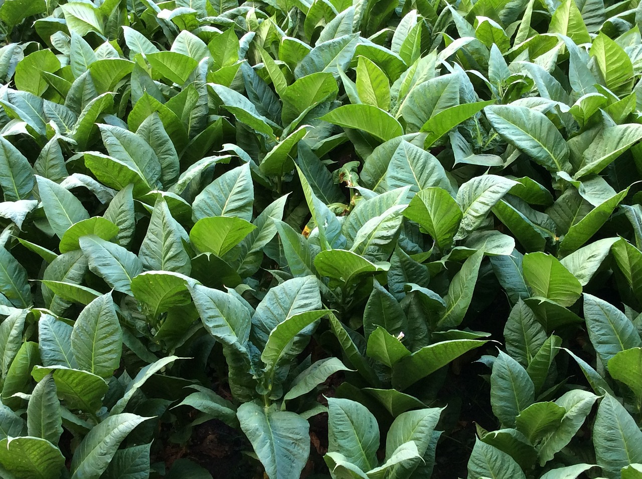 Image - tobacco leaves green