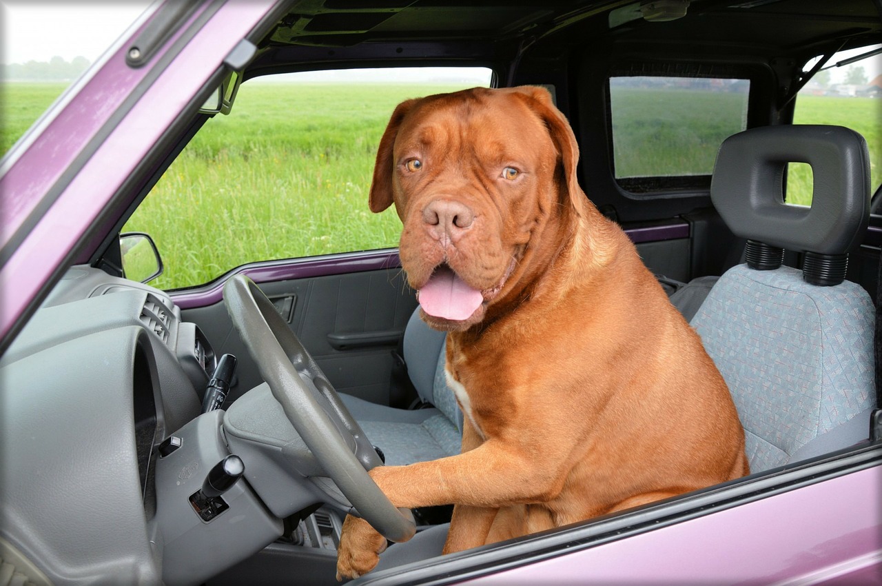 Image - dog dogue de bordeaux pet car