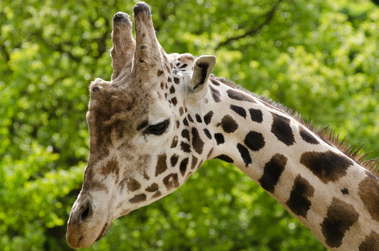 Image - giraffe animal zoo cute wild