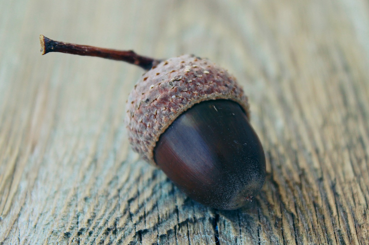 Image - acorn autumn nature fruit fall