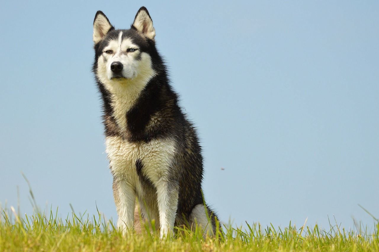 Image - e card dog pet husky loki denmark