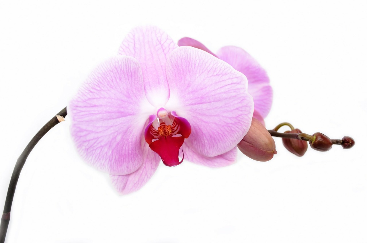 Image - orchid flower isolated decoration