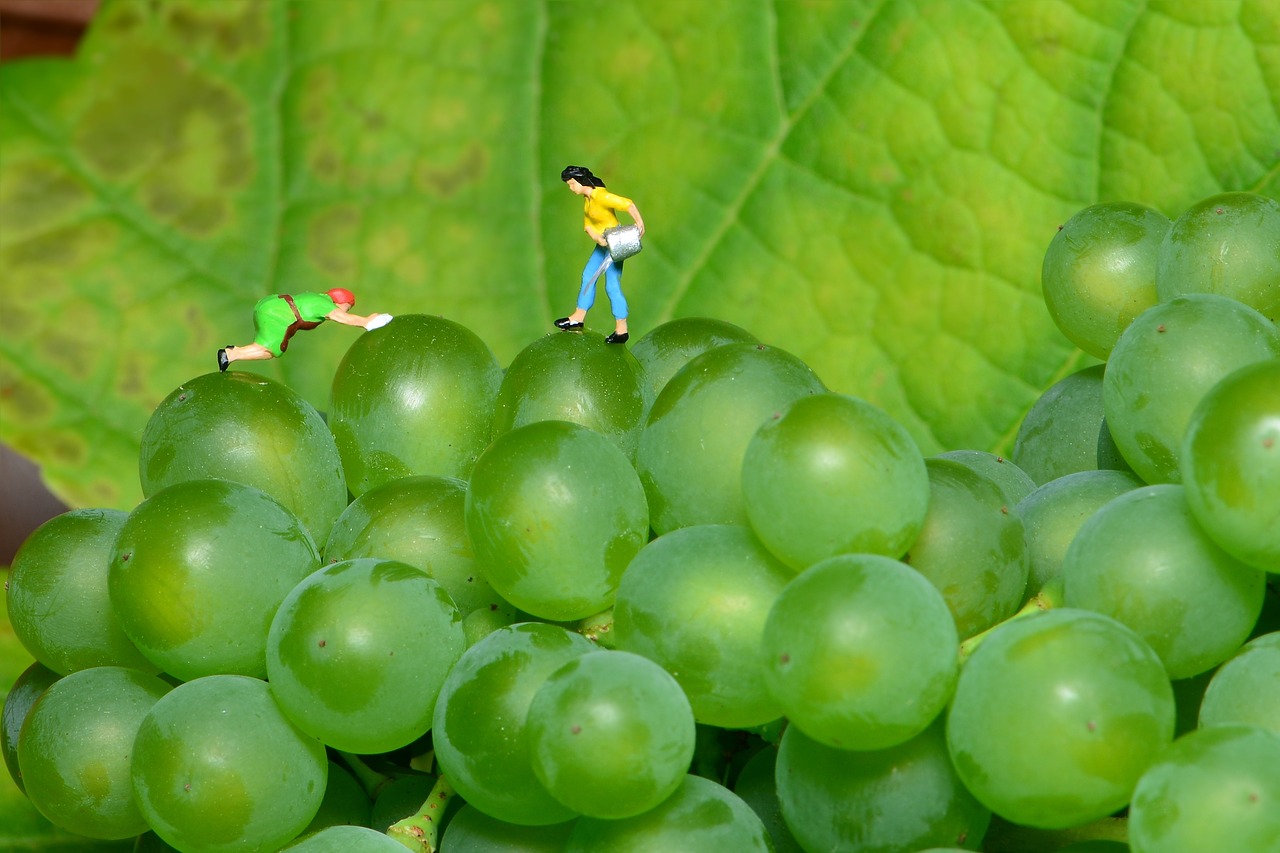 Image - grapes small world green grapes