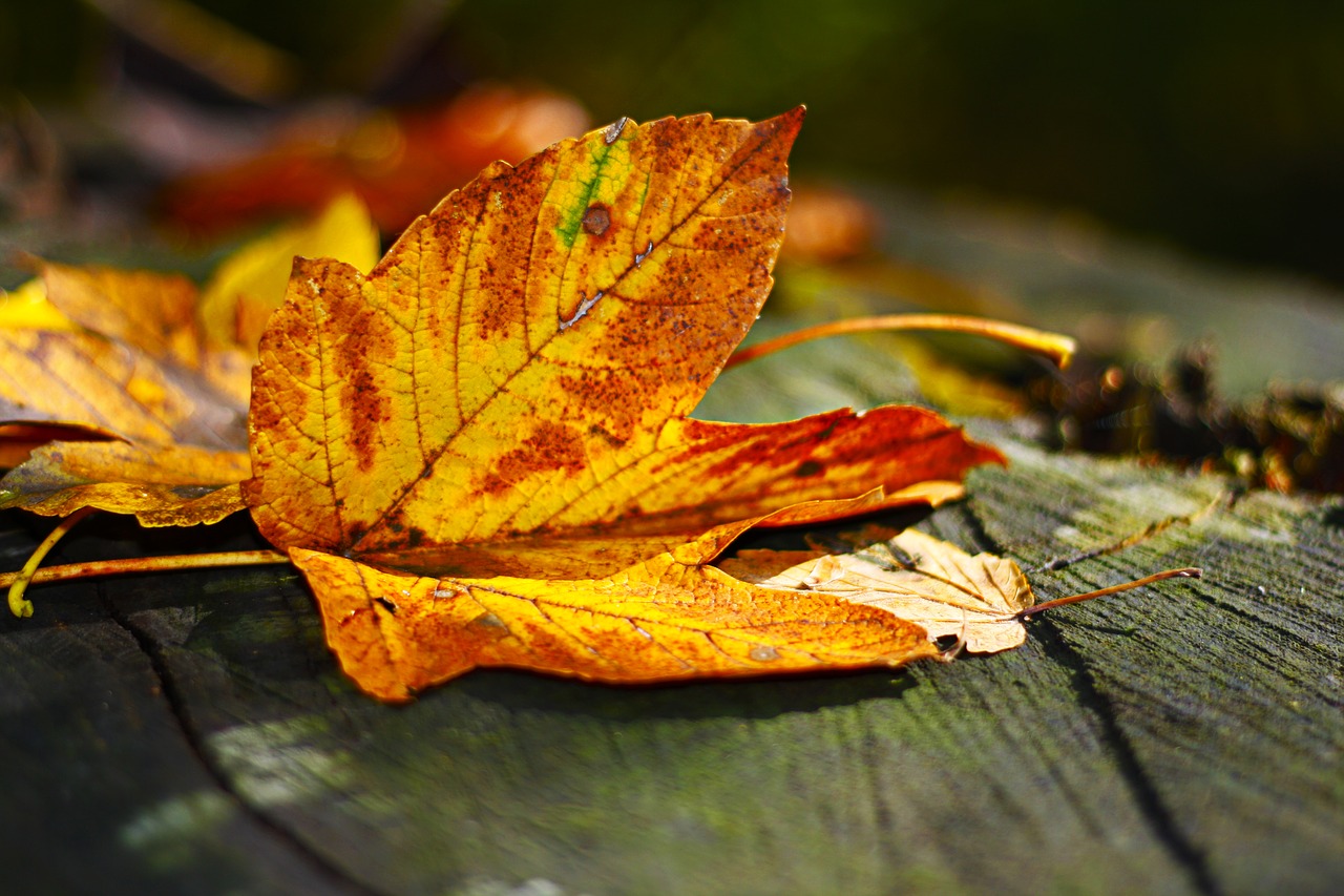 Image - leaves leaf autumn fall foliage