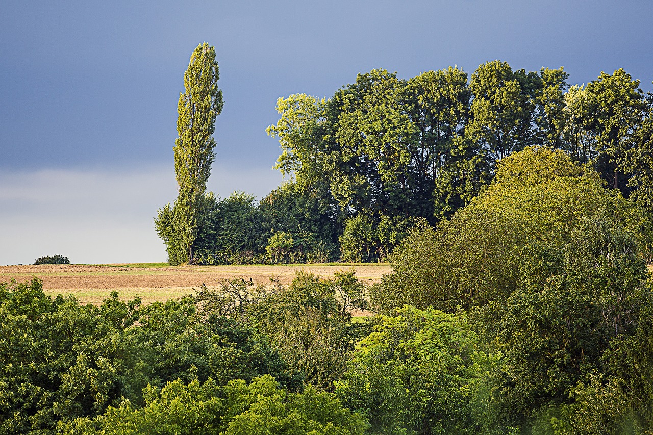 Image - poplar forest tree grove of trees