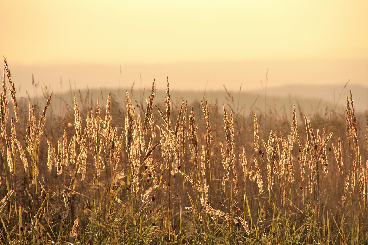 Image - grass ears of corn klasky landscape