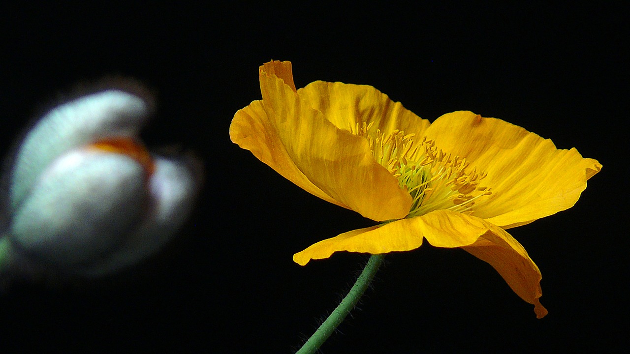 Image - yellow poppy poppy yellow blossom