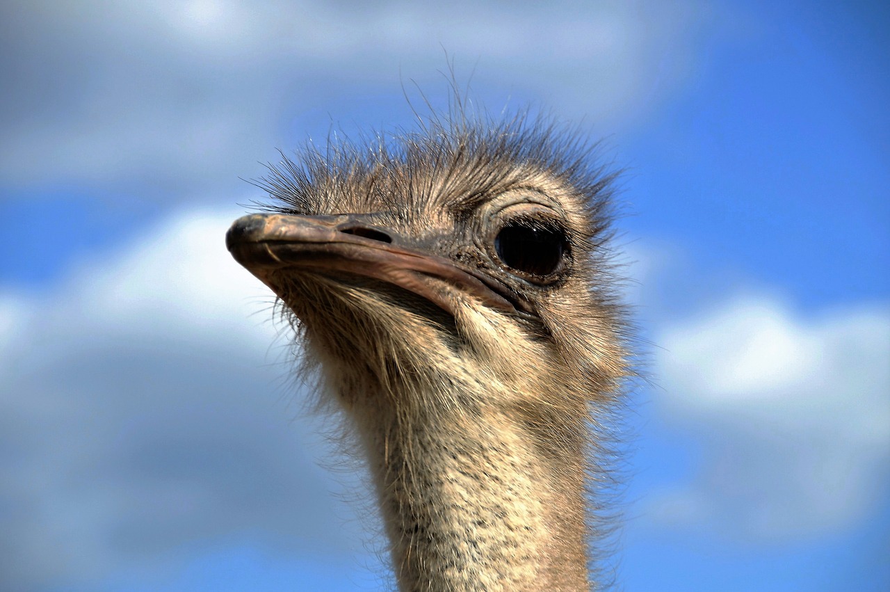 Image - the ostrich head grimace view