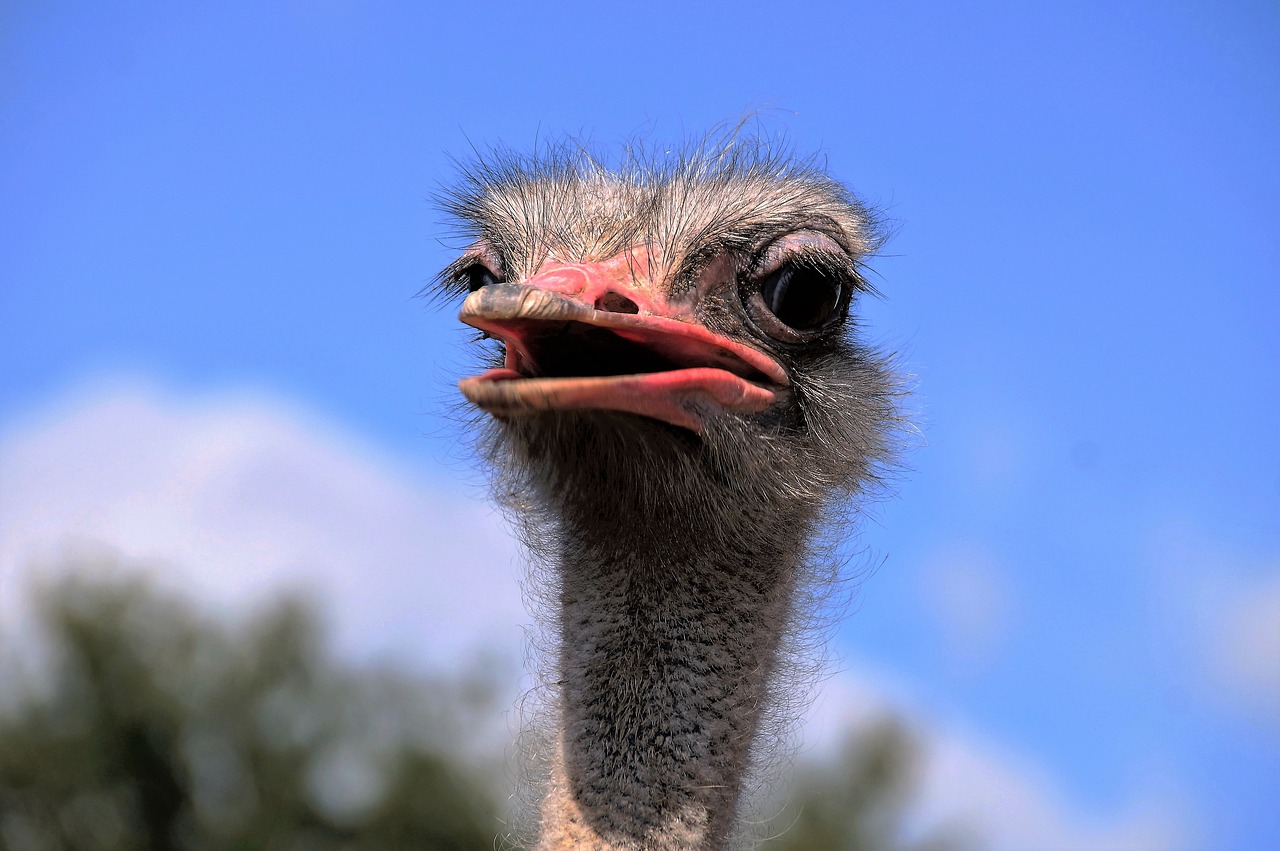 Image - the ostrich head grimace view