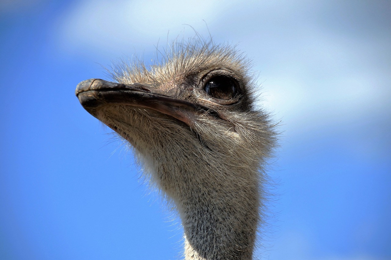 Image - the ostrich head grimace view