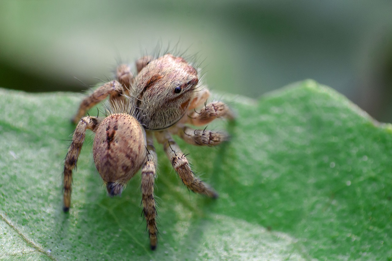 Image - spider macro bug insect creature