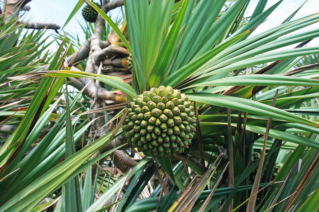 Image - tropical fruit dala immature